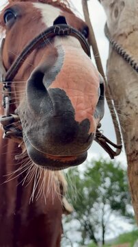  Extreme close‑up horse muzzle with bridle 