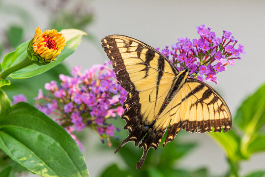 Yellow swallowtail butterfly with spread wings feeding from purple butterfly bush flowers in garden