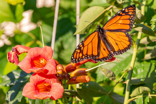 Newborn monarch butterfly drying wings near orange trumpet vine flowers
