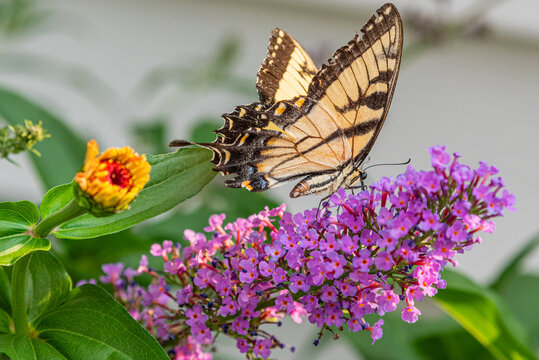 Yellow swallowtail butterfly feeding from pollen of purple butterfly bush flowers in garden