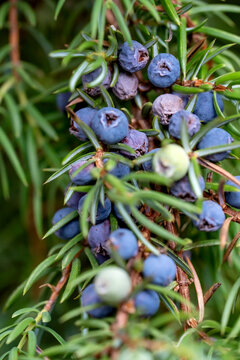Close-up of juniper berries clinging to green branches