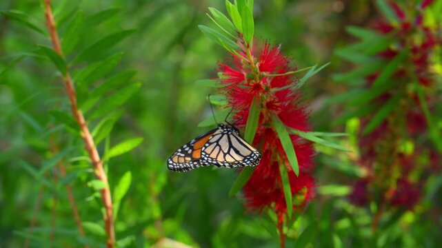 A Monarch butterfly (Danaus plexippus). Butterflies collecting nectar from red flowers. Alabama, Mobile Bay