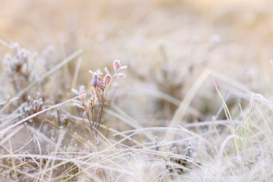 frost on grass