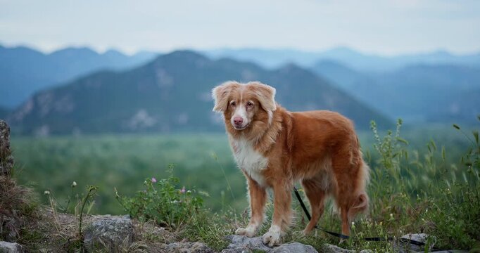 Happy Nova Scotia Duck Tolling Retriever rests outdoors with distant mountains behind. Scenic footage captures a cheerful pet companion during travel, hiking and summer exploration.