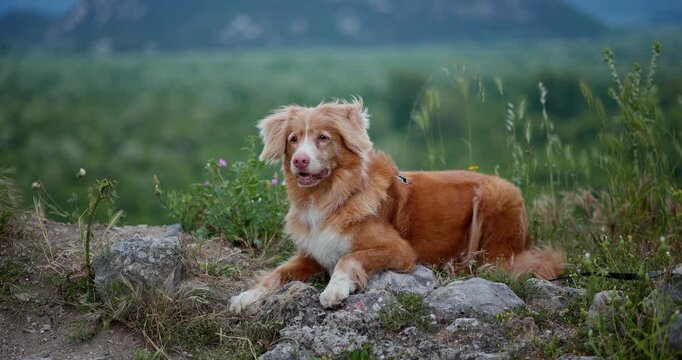 Nova Scotia Duck Tolling Retriever lies on rocks against a mountain landscape. Relaxed outdoor footage presents a traveling pet enjoying wilderness, fresh air and summer exploration.