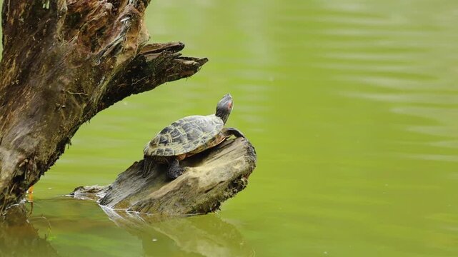 Small turtle resting on a fallen tree branch above a calm green pond, surrounded by natural vegetation