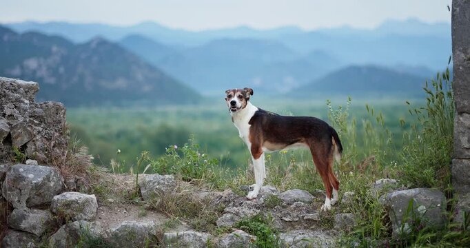 Mixed breed dog stands on a rocky viewpoint overlooking green mountains. Scenic outdoor footage shows an alert pet surrounded by wilderness during a summer adventure.