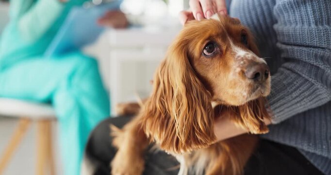 Veterinarian examines spaniel dog at clinic appointment. Caring scene shows pet on owners lap while the vet prepares notes for a checkup exam. Symbolizes trusted veterinary care and compassion.