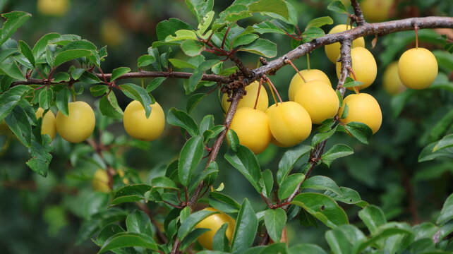 a deciduous tree with yellow fruit and green leaves