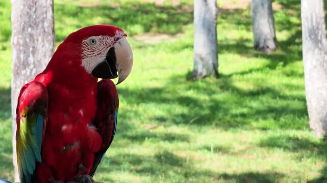 Colorful Red Macaw Parrot Perched Outdoors in Park, Concept of Wildlife, Tropical Bird, Exotic Animal, Nature and Zoo Reserve