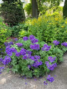 blooming lysimachia vulgaris or Large yellow loosestrife and Geranium magnificum Rosemoor or  purple cranesbill with violet flowers.summer nature scene,garden design,natural pattern,flower background
