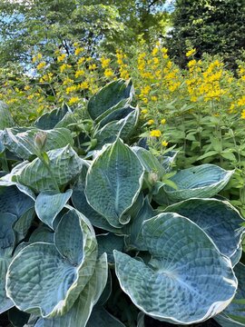 blooming Hosta Blueberry ala mode with concave turquoise leaves and lysimachia vulgaris with yellow inflorescences in garden.Large yellow loosestrife ,Plantain Lilies.Summer flowers in bloom.