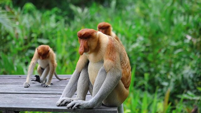 Proboscis Monkey portrait in Borneo rainforest Sandakan Malaysia
