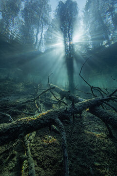 tree in the water