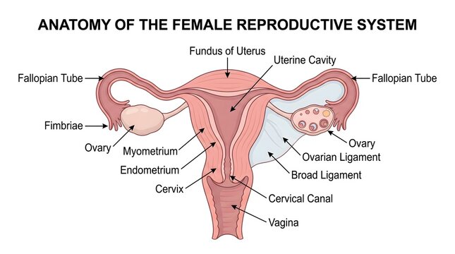Educational medical diagram showing female reproductive system anatomy with labeled parts including uterus ovaries fallopian tubes and surrounding internal structures