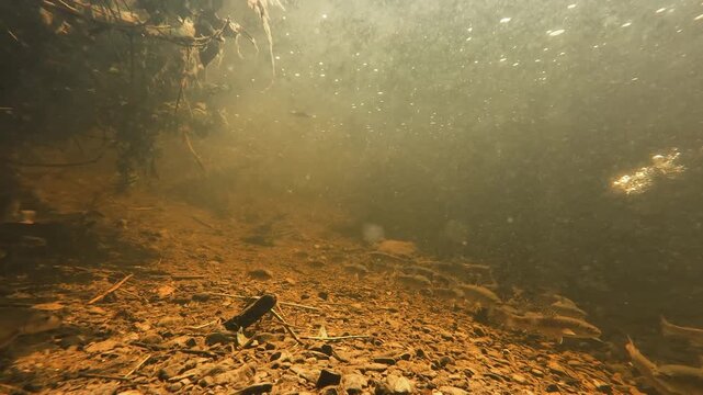 Underwater camera captures speckled trout reacting to a stone disturbance as a school of creek chubs gathers along the bottom of a clear, well-aerated freshwater stream.