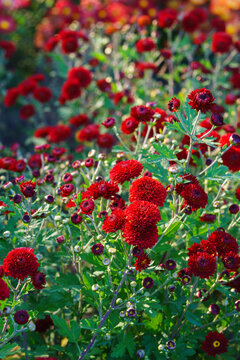 Bright red pompon chrysanthemum flowers in full bloom creating vibrant floral background. Closeup of colorful autumn blossoms growing in a garden, seasonal fall decorative plant breeding