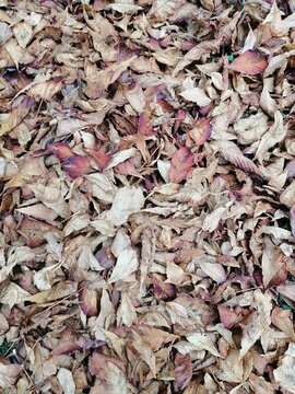 Dry autumn leaves texture background