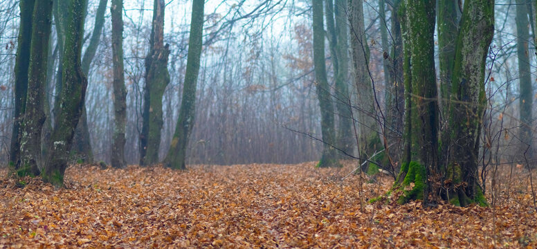 Misty autumn forest path covered with fallen leaves between bare trees