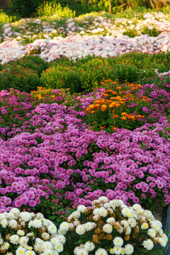 Colorful chrysanthemums blooming in an autumn garden with pink and yellow flowers. Beautiful seasonal floral landscape in botanical park. Plant breding, gardening, cultivation
