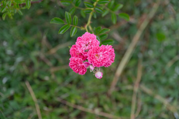 Fototapeta premium A cluster of vibrant pink flowers with ruffled petals, surrounded by green foliage. The flowers are small and delicate, adding color to the natural setting.
