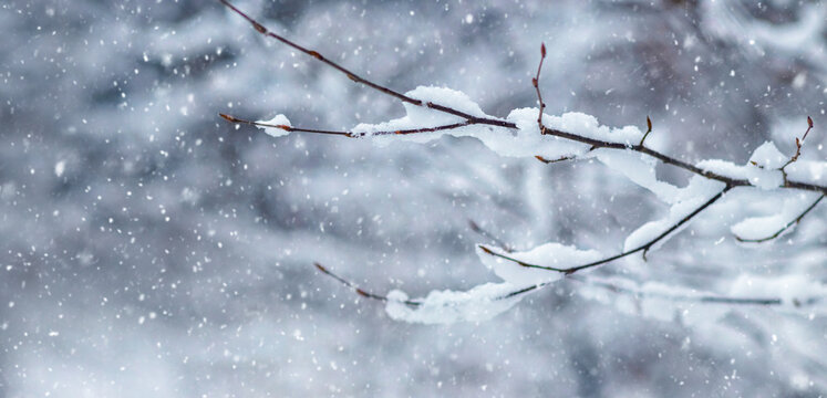 Thin branch covered with snow under snowfall on blurred winter background