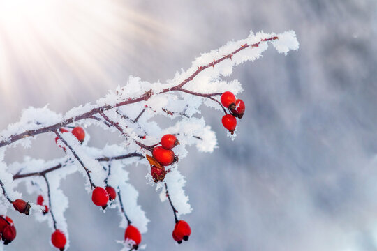 Close-up of red rosehip berries covered with rime frost under sun rays in winter