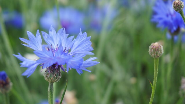 purple flower, bachelor's button, corn flower, garden, flower in the garden