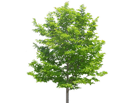 Young deciduous tree with vibrant green leaves, slender trunks