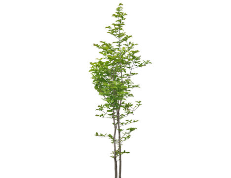 Young deciduous tree with vibrant green leaves and slender trunks