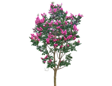 A beautiful crape myrtle tree displays its abundant clusters of bright pink blossoms