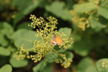 una farfalla coenonympha oedippus su una foglia in primavera © Simona