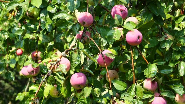 Apple tree with fruits at the end of the rain. 
Drops of water still fall from the tree's leaves and fruit.
