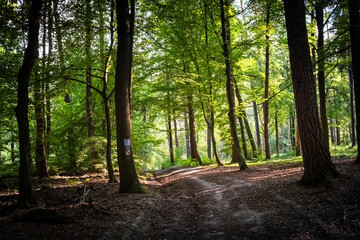 Leśna ścieżka © Rafal Kot