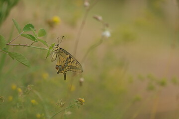 una farfalla macaone al tramonto su un fiore © Simona