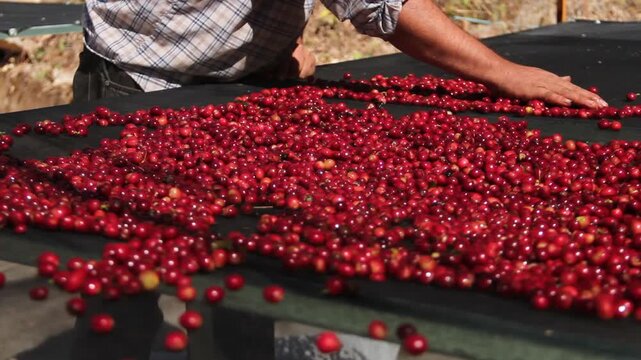 Fresh coffee cherries dropping into an industrial processing machine
