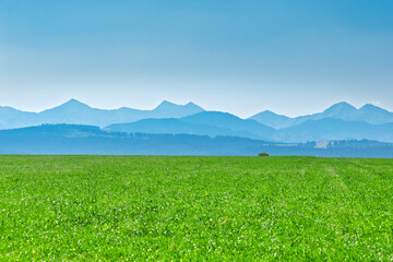 Fototapeta premium green grass and blue sky