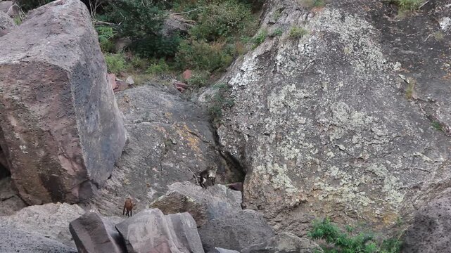 Giant stone boulders on a rocky cliff with small wild goats jumping