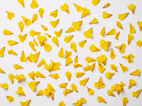 Scattered Yellow Ipe Petals Flat Lay Isolated on White Background