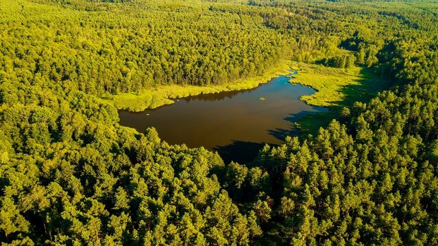 Forest Lake Surrounded by Lush Green Woodland, Natural Water Reservoir and Water Retention Ecosystem.