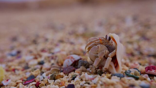 Hermit crab climbing out of its shell, closeup