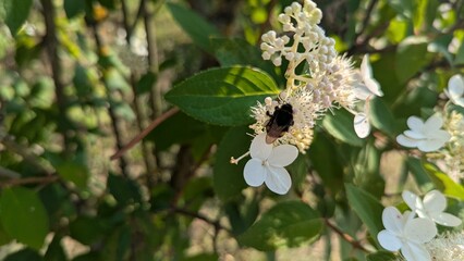 Close-up shot of a bumblebee gathering nectar on white viburnum flowers surrounded by green leaves in bright sunlight. Perfect for nature, entomology, and summer   © Aleksandra Prokopenk