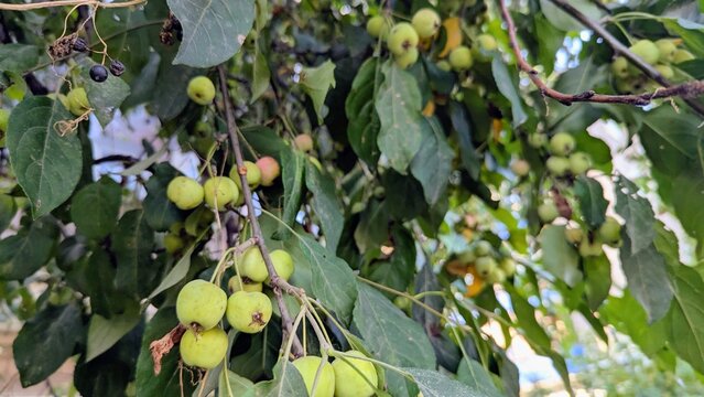 wild apple branch sways in the wind against a softly blurred background of green leaves 