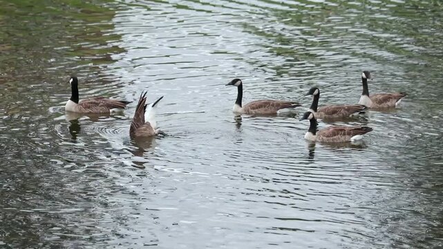 Group of Canadian Geese Dabbling or Foraging for Food on a Calm River