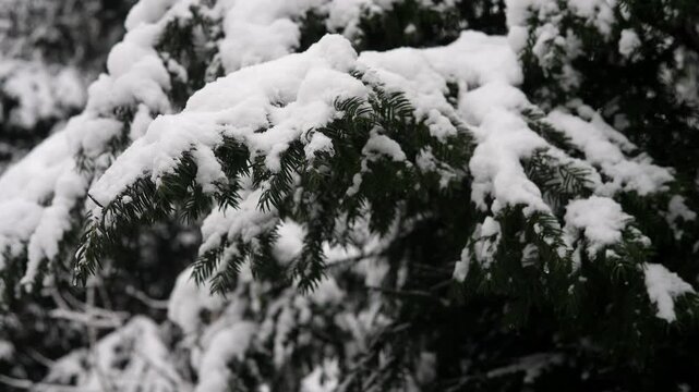 Close-up of evergreen fir branches covered with fresh white snow, creating a peaceful cold winter atmosphere