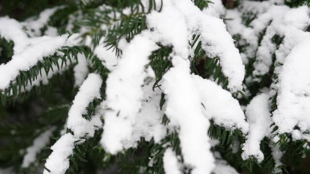 Snow-covered spruce tree branches gently swaying in the wind during winter