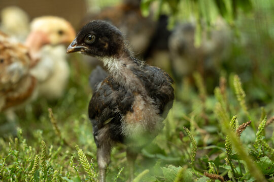 A group of young chickens roams around a grassy area on a farm. The sun shines down, and the chickens are pecking at the ground and exploring their surroundings