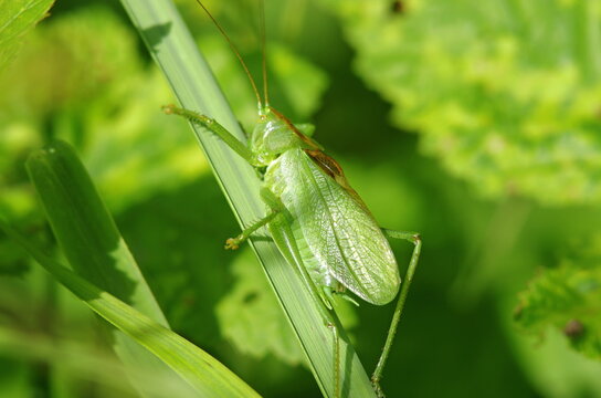 green grasshopper on the grass