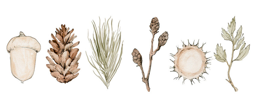 Illustration of six botanical forest specimens on white background