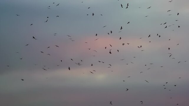 Great Flock of Black Birds. A large number of birds circling in the background of the cloudy sky in sunset colors